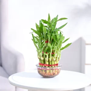 Lucky Bamboo Plant - 3 Layer