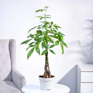 Indoor Plant